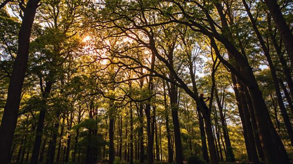 Discover professional tree surgery options in Kent today