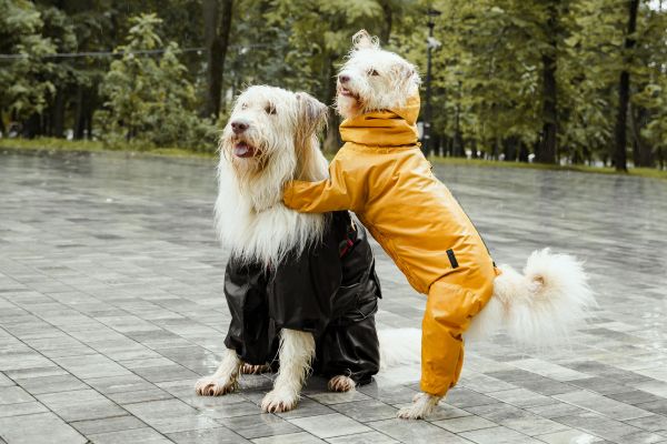 Discover the Hottest Emerging Pet Trends You Can't Miss