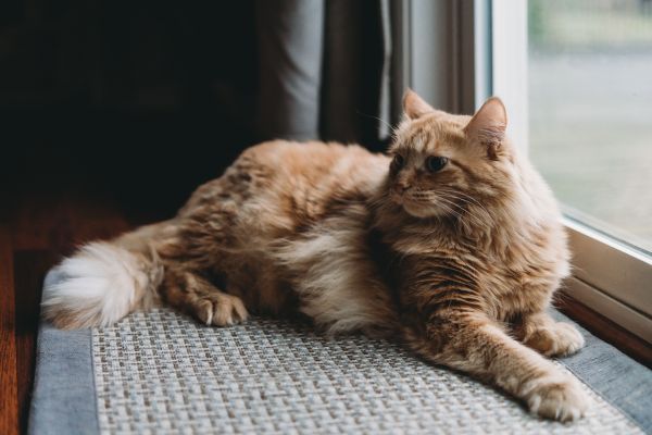 Effective Techniques to Combat Fur Matting in Long-Haired Cats: The Definitive Handbook