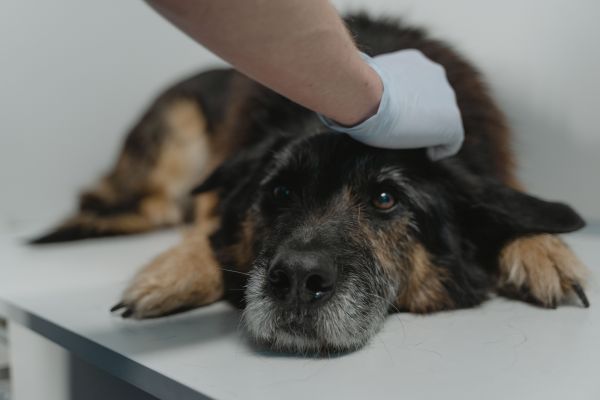 Essential Nutritional Strategies to Boost Your Dog's Liver Wellness