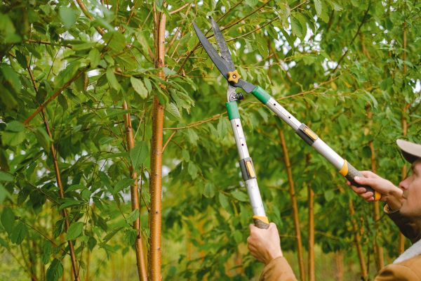 Expert tree surgeons in aberdeen: your solution for tree care